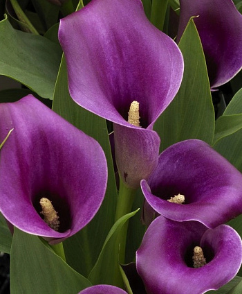 Калла Аметист Калла Аметист