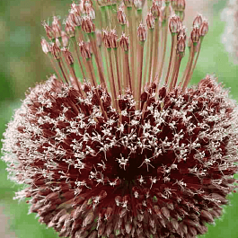 Лук декоративный Forelock