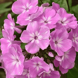 Флокс метельчатый Селена