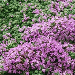 Тимьян ранний