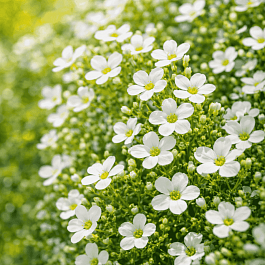 Аубриета Pixie Pearls