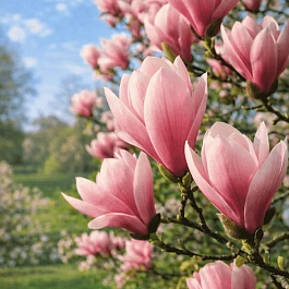 Магнолия гибридная Heaven Scent