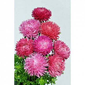 Астра Ювел Ред Шедоу микс