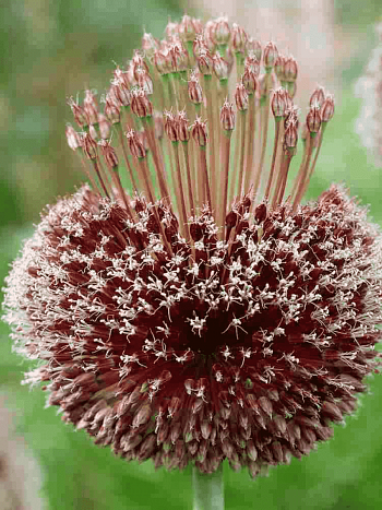 Лук декоративный Forelock