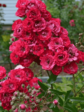 Роза штамбовая Fairy Dance