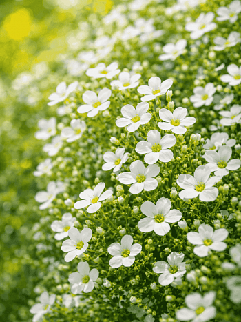 Аубриета Pixie Pearls