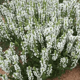 Шалфей пышный Merleau White