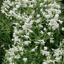 Василистник Делавея Alba