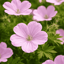 Герань кроваво-красная Vision Pink