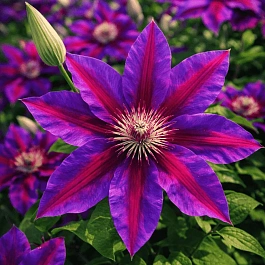 Клематис гибридный Fireworks