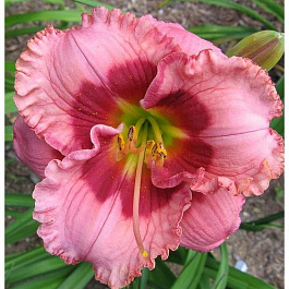 Лилейник гибридный Черри Валентин