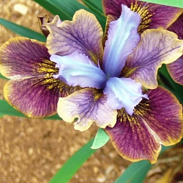 Ирис сибирский Black Joker