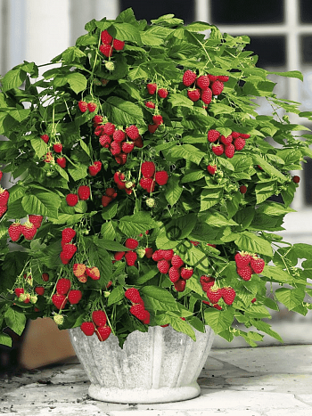 Малина BonBonBerry