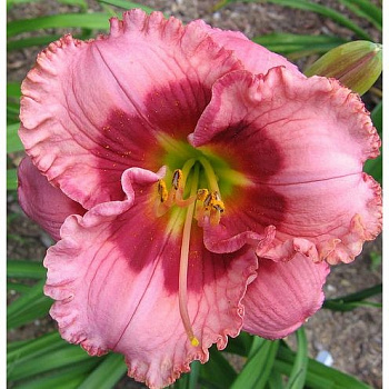 Лилейник гибридный Черри Валентин