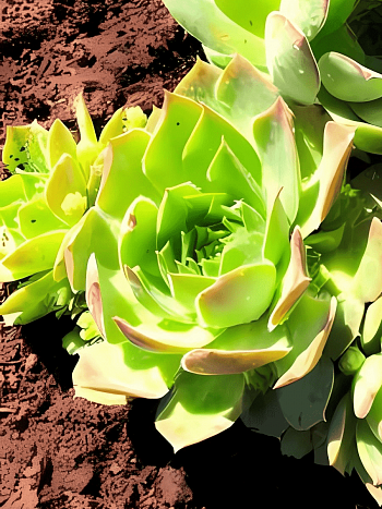 Молодило гибридное Mahogany