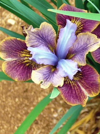 Ирис сибирский Black Joker