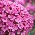 Гортензия древовидная Bella Ragazza Mauvette
