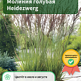 Молиния голубая Heidezwerg Молиния голубая Heidezwerg
