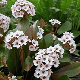 Бадан гибридный Dragonfly Angel Kiss