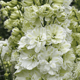 Дельфиниум высокий Green Twist