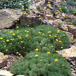 Котула щетинистоволосистая Хиспида