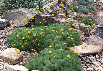 Котула щетинистоволосистая Хиспида