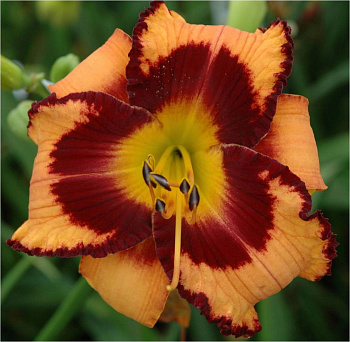 Лилейник гибридный Ориндж Артист НАБОР 2ШТ (1+1)