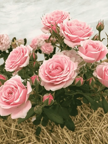 Роза спрей Gracia