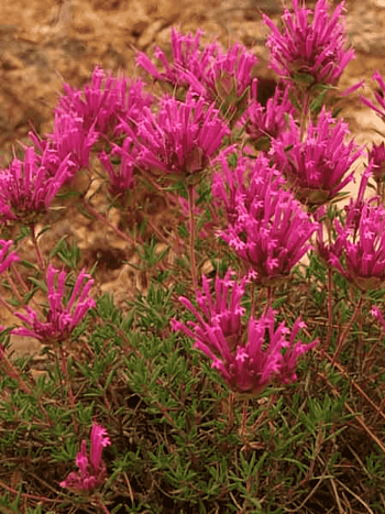 Тимьян длинноцветковый