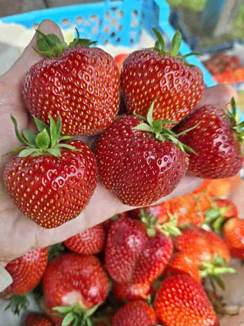 Земляника садовая Соната