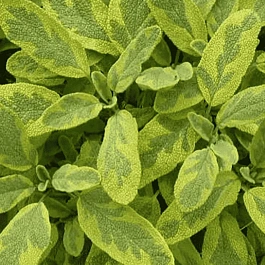 Шалфей лекарственный Goldblatt Icterina