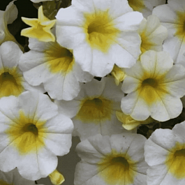 Калибрахоа Neo Summer Fresh