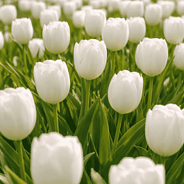 Тюльпан триумф Royal Virgin