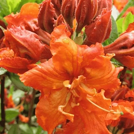 Азалия крупноцветковая Gibraltar