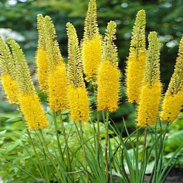 Эремурус гибридный Бунге Эремурус гибридный Бунге