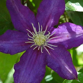 Клематис гибридный Hakuookan