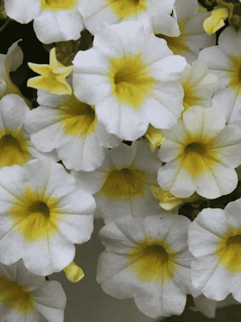 Калибрахоа Neo Summer Fresh