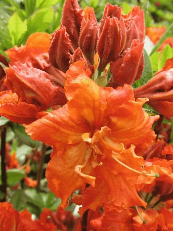 Азалия крупноцветковая Gibraltar