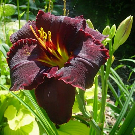 Лилейник гибридный Блэк Стокингз