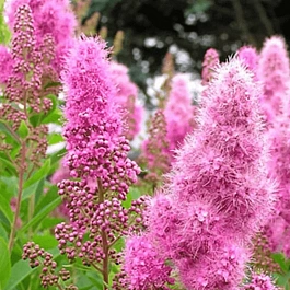 Спирея Иволистная