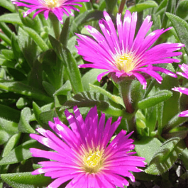 Делосперма Сазерленда