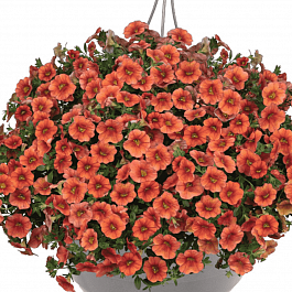 Калибрахоа Aloha Classic Hot Orange