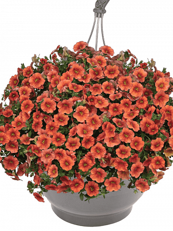 Калибрахоа Aloha Classic Hot Orange