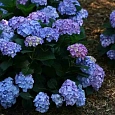 Гортензия крупнолистная Early Blue