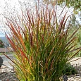 Просо прутьевидное Shenandoah