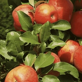 Яблоня Honeycrisp