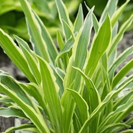 Хоста Sandhill Crane