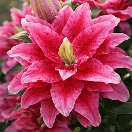 Лилия Roselily Dalinda