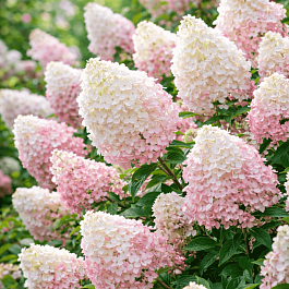 Гортензия метельчатая Sunday Fraise