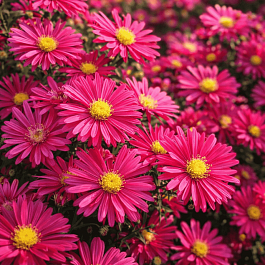 Астра ново-бельгийская Winston Churchill